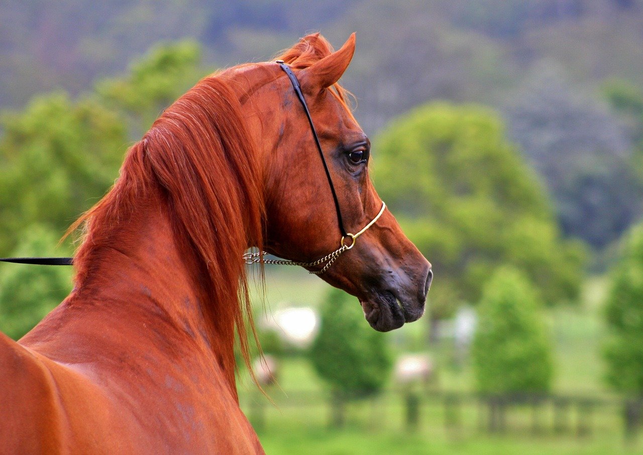 What You Need to Know About Arabian Horses